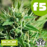 RooR Seeds f5 Blue Mazar